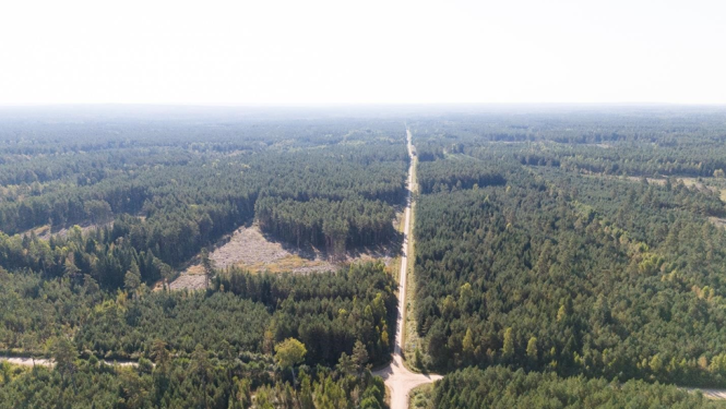 Ceļa un meža drona foto