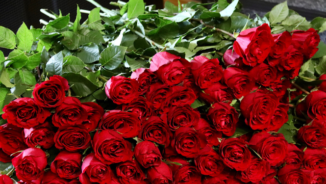 Sarkanas rozes