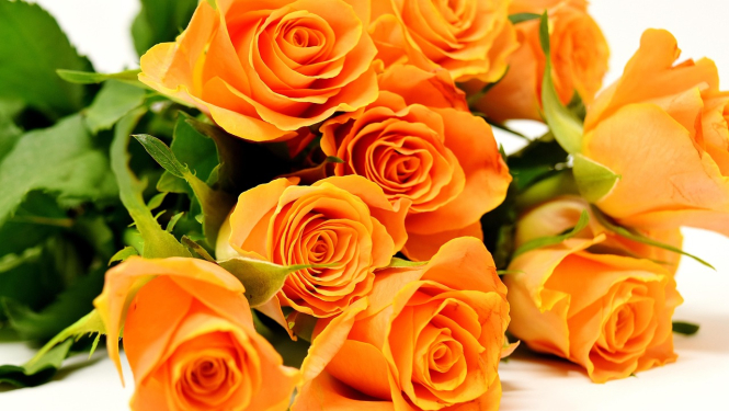 Rozes