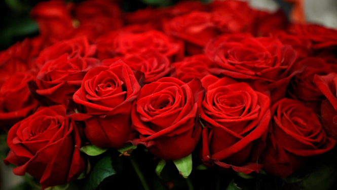 Sarkanas rozes
