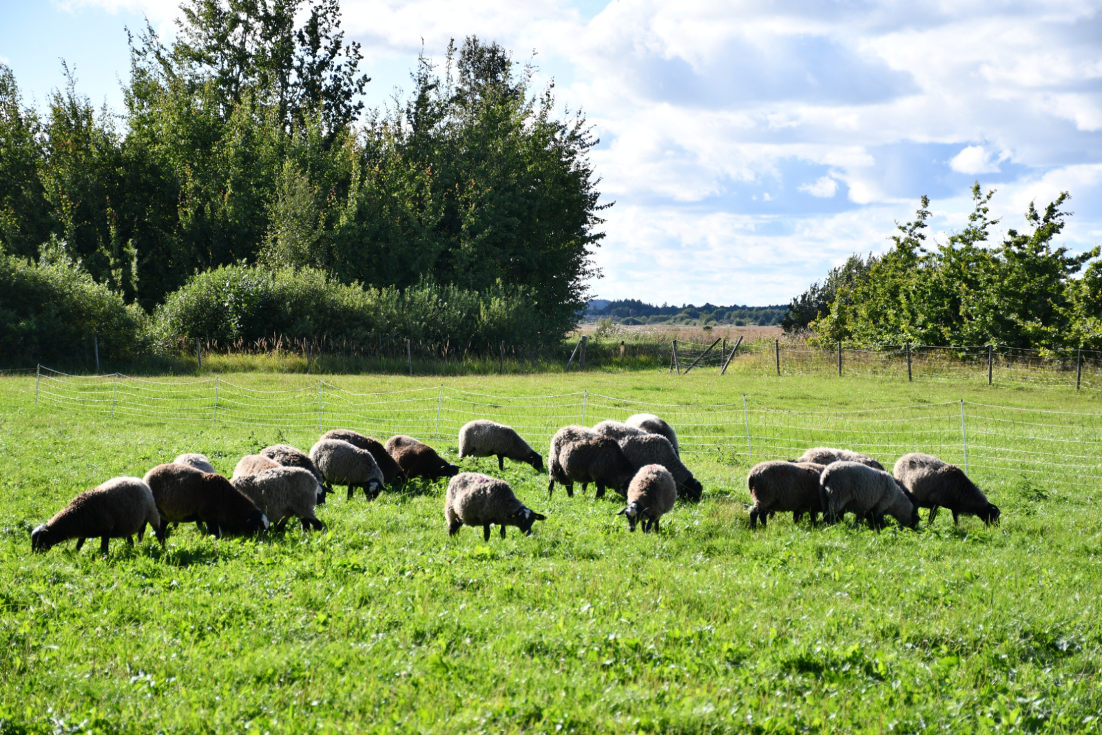 Kafejnīcā "Klinģeros" ganījās aitiņas