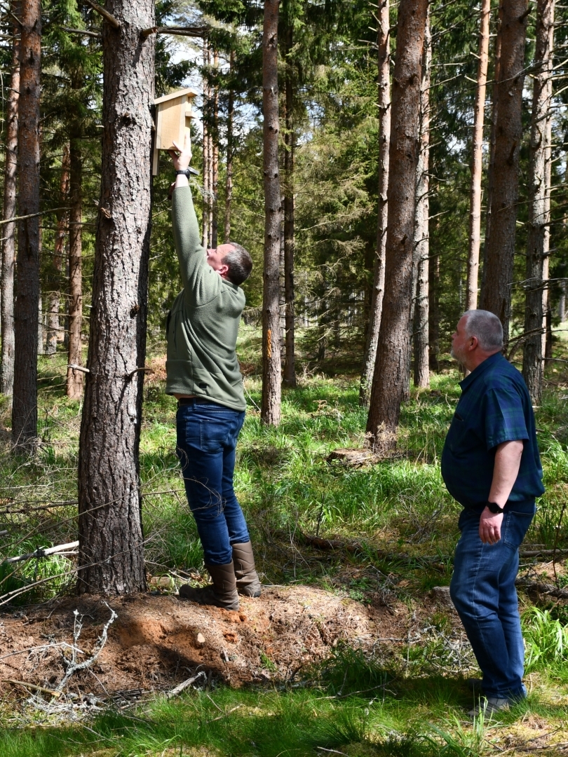 Putnu būri tiek piesisti pie koka