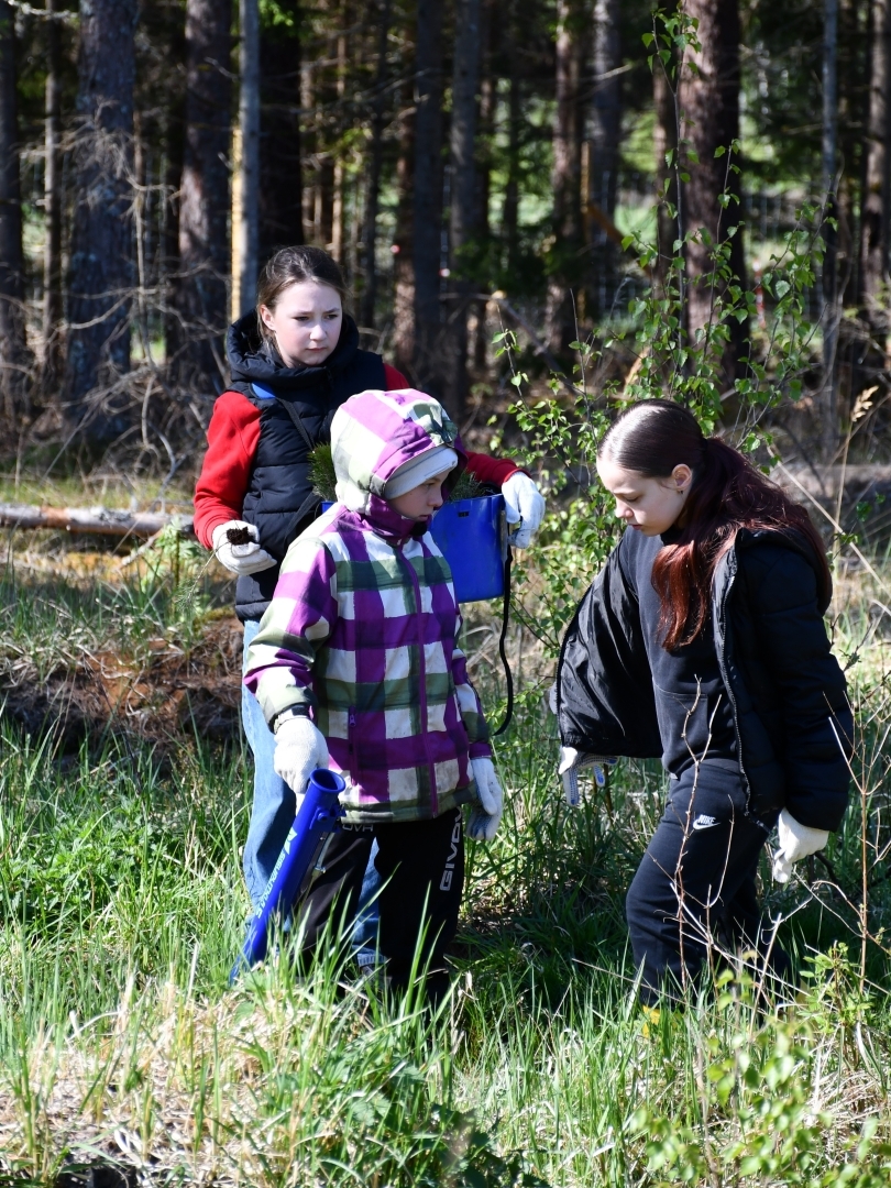 Skolnieki stāda priedes