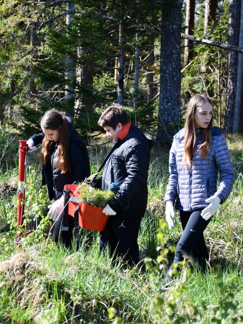 Jauniešu trio stāda priedes