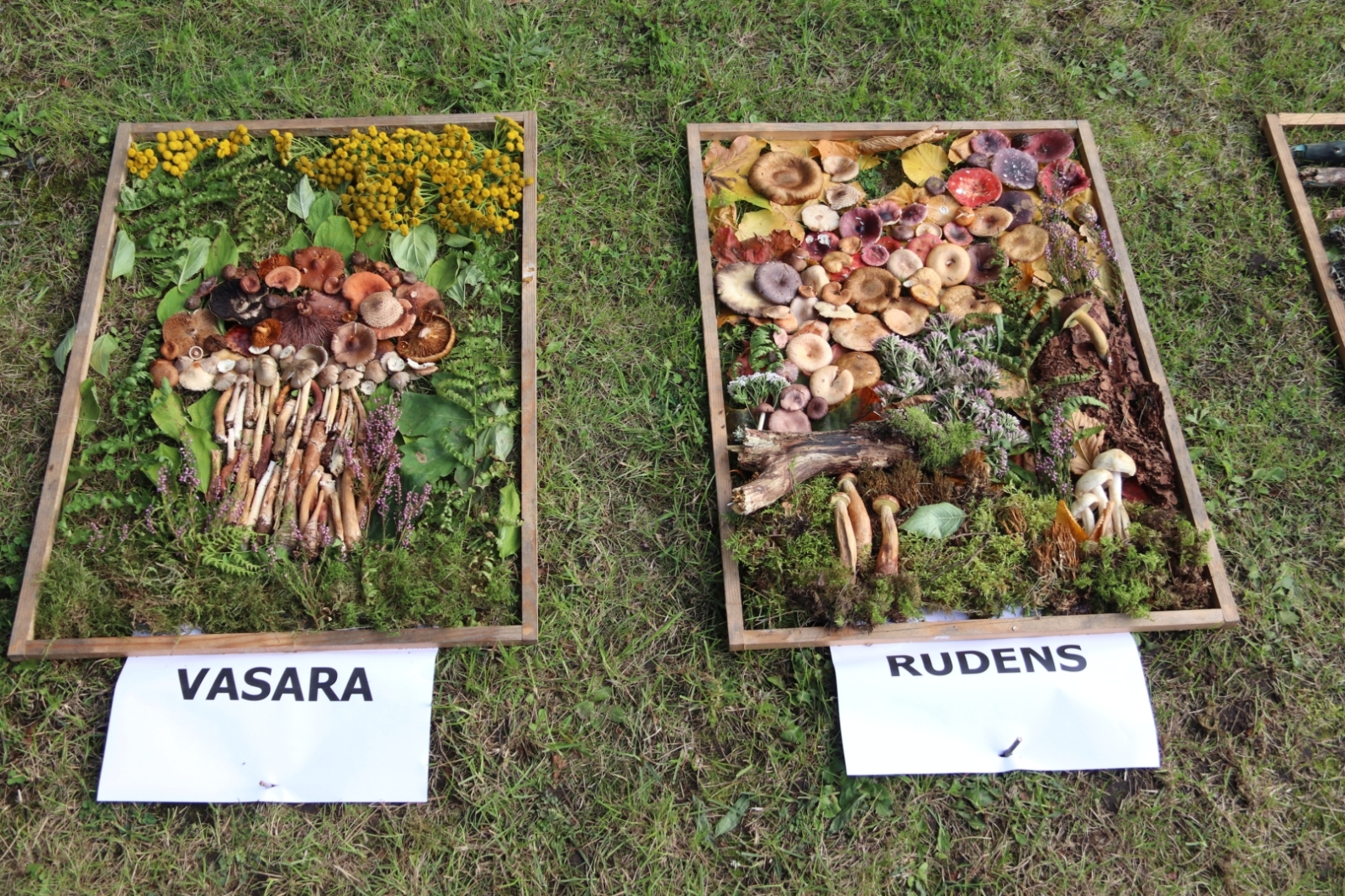 Zirās valda rosība – cilvēki bauda Sēņu festivāla piedāvājumu