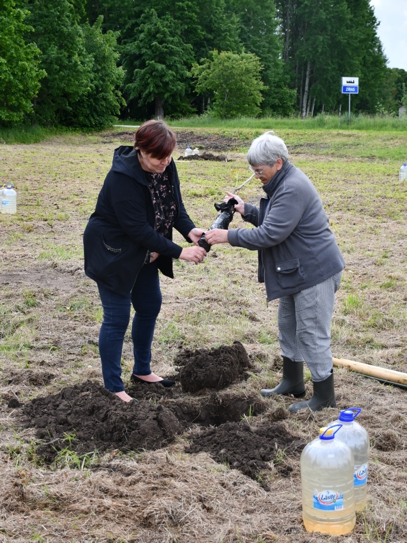 Zirās stāda valriekstus