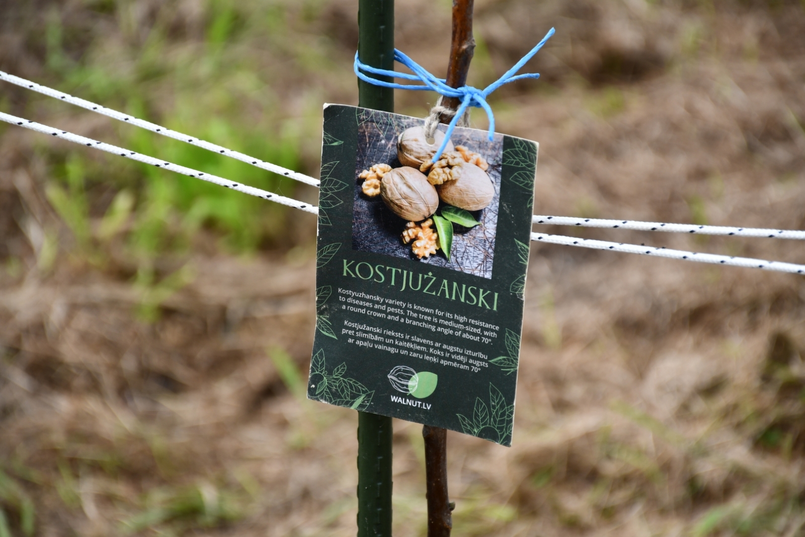 Zirās iestādīti 18 valriekstu koki