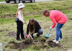 Zirās stāda valriekstus