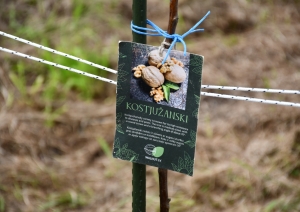 Zirās iestādīti 18 valriekstu koki