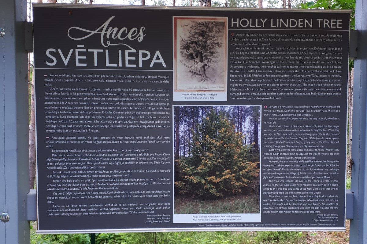 Ances svētliepa