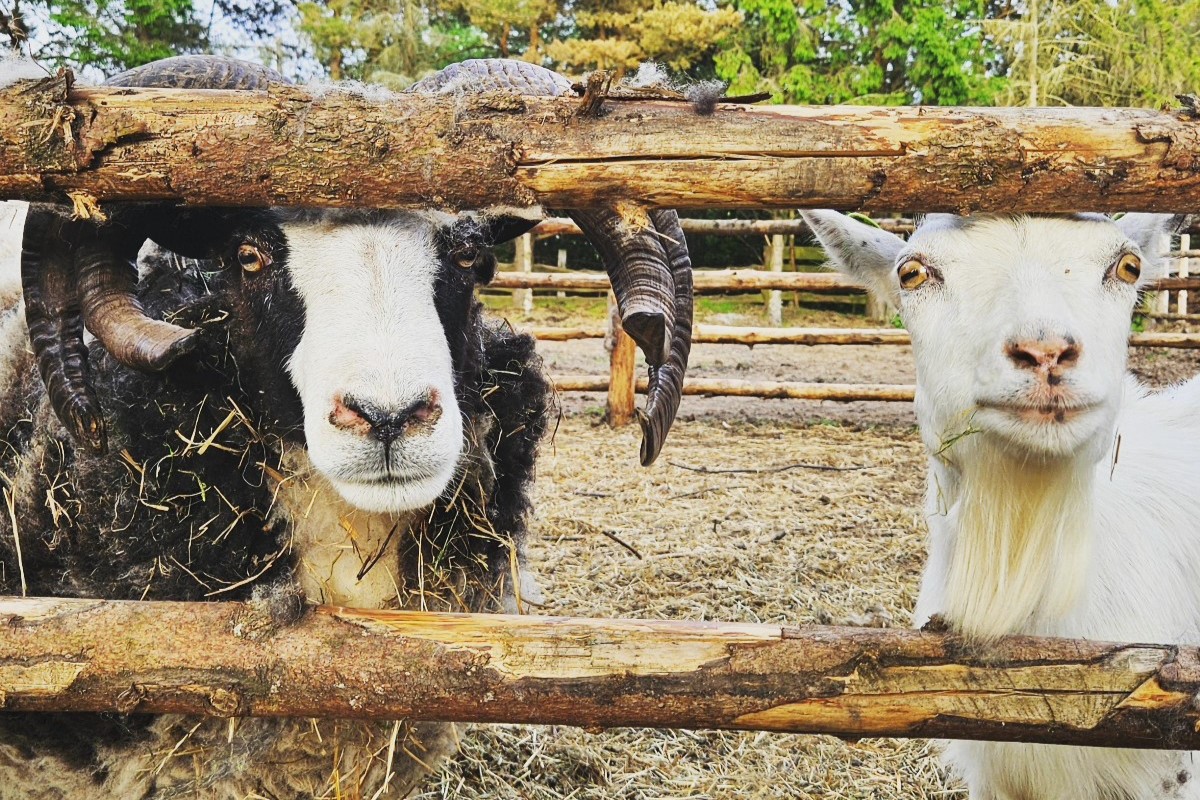 Atpūtas vietas “Buki” Mini Zoo dzīvnieki