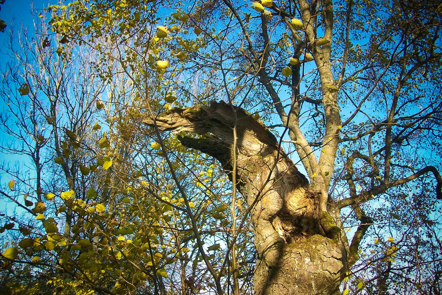 Tārgales Elku liepa