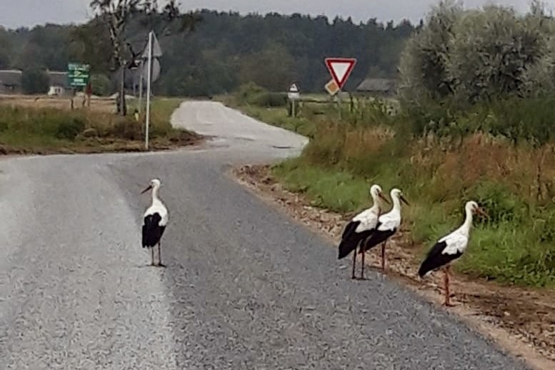Ceļš Vārvē ar stārķiem