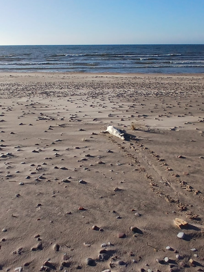 Policisti palīdz ronēnam atgriezties jūrā