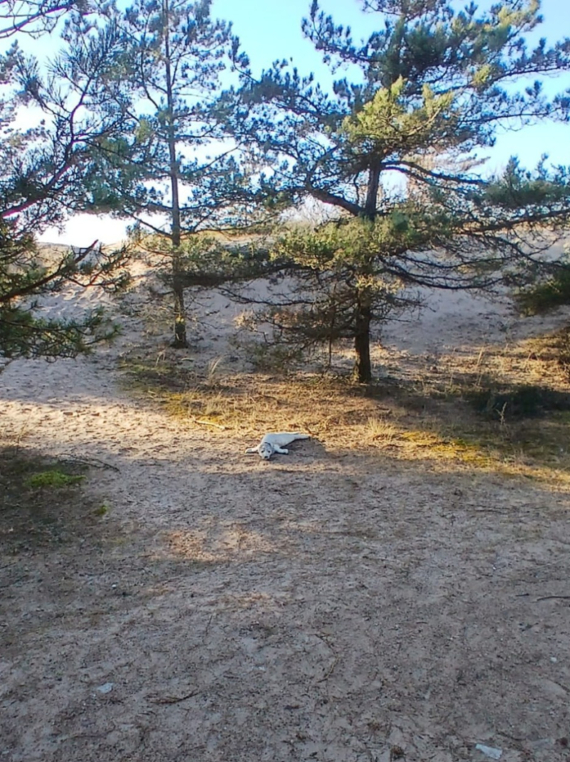 Policisti palīdz ronēnam atgriezties jūrā