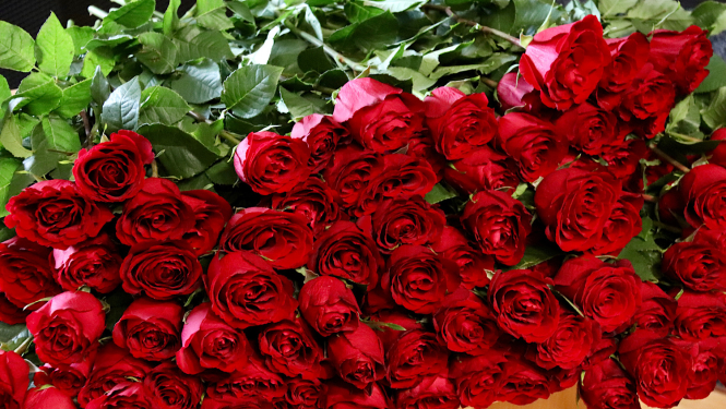 Sarkanas rozes