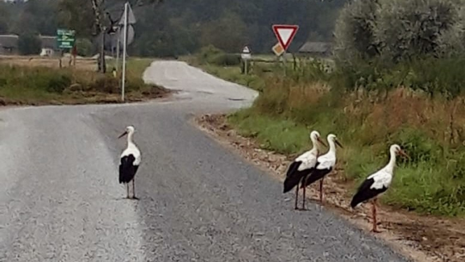 Ceļš Vārvē ar stārķiem
