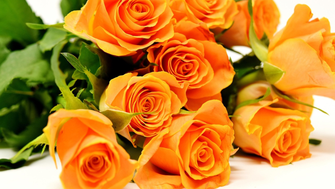 Rozes