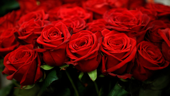 Sarkanas rozes