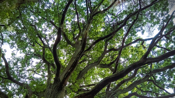 30. augustā Latvijas Dabas fonds (LDF) aicina doties Ainavu tūrē pa parkveida pļavām dabas liegumā "Ances purvi un meži" 