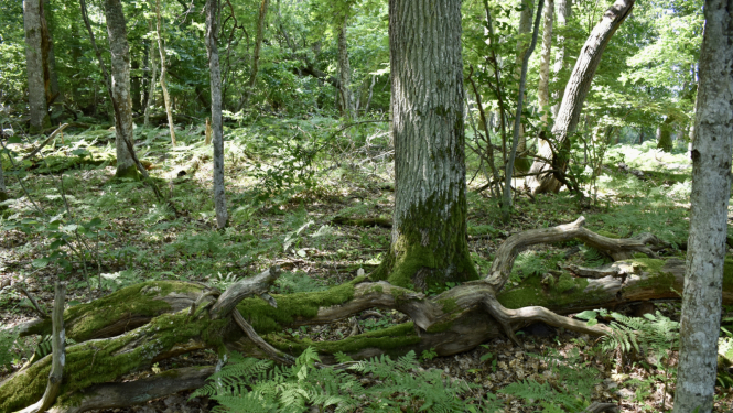 Nokrituši koki Moricsalā