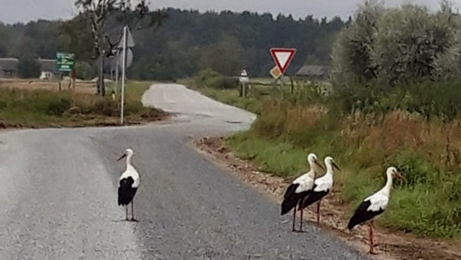 Ceļš Vārvē ar stārķiem