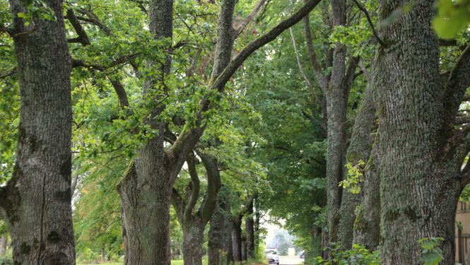 Koku alejas ir viena no Kurzemes pērlēm