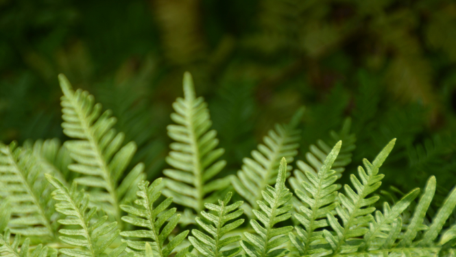 Popiņu augu izstāde 27. augustā Piejūras brīvdabas muzejā