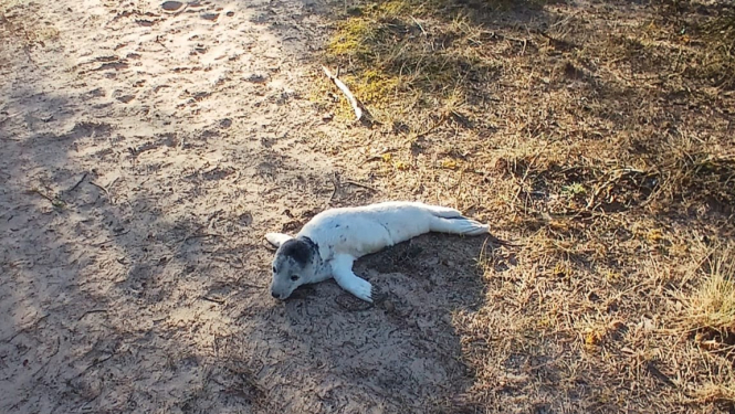 Policisti palīdz ronēnam atgriezties jūrā
