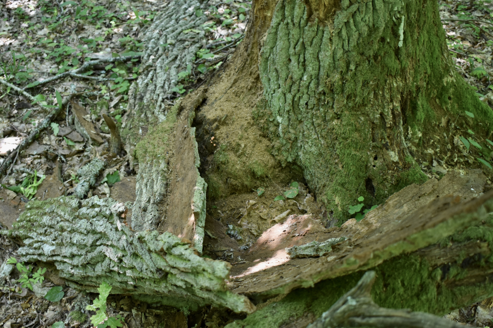 Moricsalas ainava