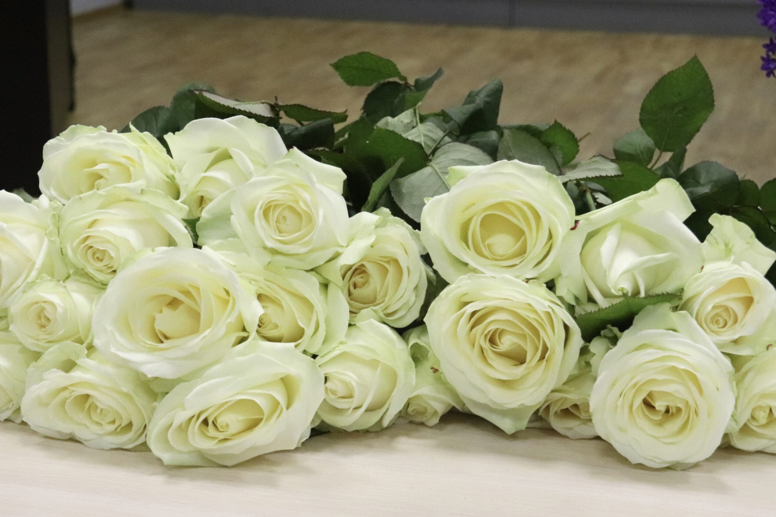 Baltas rozes