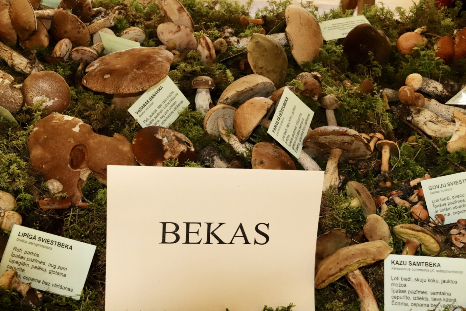 Dažādas sēnes