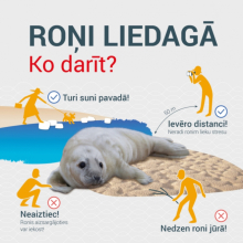 Roņi liedagā – kā rīkoties vizuālis ar roni pludmalē